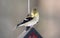 Adult Male Gold Finch