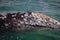 Adult male gray whale covered in numerous barnacles