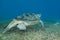 Adult male Green turtle swimming over seagrass.