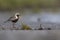 An adult male grey plover resting and foraging during migration on the beach of Usedom Germany