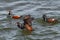 Adult male Harlequin Duck