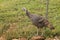 Adult male heirloom wild turkey, American Thanksgiving holiday d