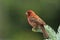 Adult Male House Finch