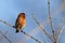 An adult male house finch  Haemorhous mexicanus