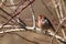 An adult male house finch  Haemorhous mexicanus perching on leafless branch