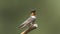 Adult Male Hummingbird Perched and Showing His Gorget