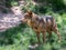 Adult male iberian wolf