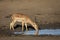 Adult male impala drinking water in morning sunlight in Kruger Park in South Africa