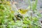 Adult male Kentucky Warbler
