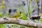 Adult male Kentucky Warbler