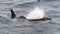 Adult male Killer Whale blowing as it surfaces, Beagle Channel, Chile