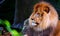 Adult male lion, close-up expression,