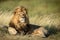 Adult Male Lion King with large mane in the Serengeti Tanzania
