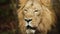 Adult Male Lion, Portrait in Captivity in Zoo, Slow Motion