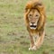 Adult Male Lion Running