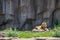 Adult Male Lion sunning on a Rock Milwaukee County Zoo, Wisconsin