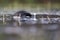 An adult male little grebe diving in a pond in Germany