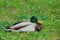 Adult male mallard wild duck or Anas platyrhynchos