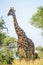 Adult male Masai giraffe Giraffa tippleskirchi