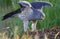 Adult male Montagu`s harrier exercises himself with stretching and lifting wings