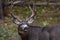 Adult male mule deer