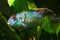 Adult male of Nannacara anomala neon blue or dwarf neon nannacara fish in freshwater South American cichlid biotope