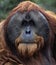 Adult Male Orangutan Portrait
