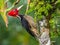 Adult Male Pale Billed Woodpecker