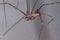 Adult Male Pale Daddy Longlegs Spider
