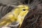 Adult Male Pine Warbler Snacking at Corkscrew Swamp Sanctuary near Naples, Florida