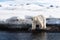 Adult male polar bear at the ice edge in Svalbard