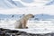 Adult male polar bear sits at the edge of the ice in Svalbard, side view