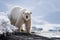 Adult male polar bear standing on a rocky ledge in Svalbard