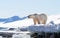 Adult male polar bear stands at the edge of the ice in Svalbard, side view