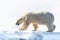 Adult male polar bear walks in the pristine snow of Svalbard