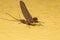 Adult Male Prong-gilled Mayfly