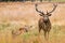 An adult male red deer looks aggressively at the camera