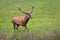 Adult male of red deer running on clover meadow in autumn