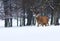 Adult Male Red Deer in Snow, Sherwood Forest,Nottingham