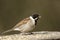 An adult male Reed Bunting (Emberiza schoeniclus).