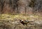 Adult male Ring Neck Pheasant in field during springtime