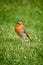 Adult male robin on grass background