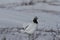 Adult male rock ptarmigan, Lagopus mutus, ruffling its feathers while standing in snow