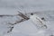 Adult male rock ptarmigan, Lagopus mutus, surveying its territory while sitting in snow