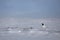 Adult male rock ptarmigan standing on the arctic tundra covered in snow