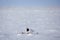 Adult male rock ptarmigan surrounded by snow in the arctic tundra