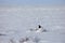 Adult male rock ptarmigan surrounded by snow in the arctic tundra