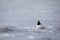 Adult male rock ptarmigan surrounded by snow in the arctic tundra