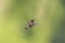 Adult male Ruby-throated Hummingbird displaying his ruby red gorget