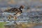 Adult Male Ruff walks in wetlands with dirty damp soil